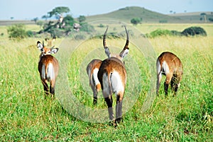 Waterbuck herd, Kidepo Valley NP (Uganda) photo