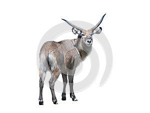 waterbuck isolated on white background