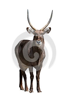 Waterbuck isolated on white photo
