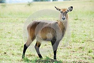 Waterbuck, Kidepo Valley NP, Uganda photo