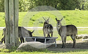 The Waterbuck Kobus ellipsiprymnus