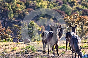 Waterbuck Kobus ellipsiprymnus