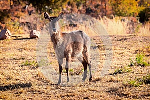 Waterbuck Kobus ellipsiprymnus