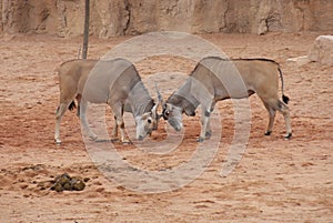 Waterbuck - Kobus ellipsiprymnus