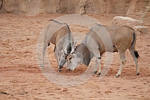 Waterbuck - Kobus ellipsiprymnus