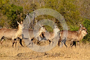 Waterbuck (Kobus ellipsiprymnus)