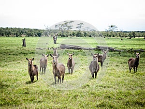 The waterbuck (Kobus ellipsiprymnus)