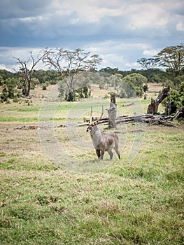 The waterbuck (Kobus ellipsiprymnus)