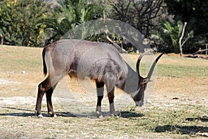 Waterbuck or Kobus ellipsiprymnus