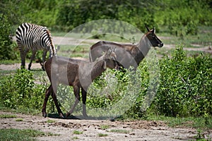 Waterbuck Kobus ellipsiprymnus antelope immature Kenya Africa