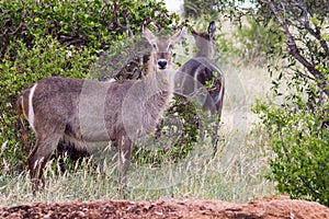 Waterbuck Kobus ellipsiprymnus. In a heavy rain shower