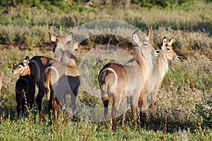 The waterbuck Kobus ellipsiprymnus herd of females in savannah photo