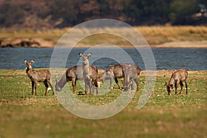 Waterbuck - Kobus ellipsiprymnus  large antelope found widely in sub-Saharan Africa. It is placed in the family Bovidae. Herd of photo