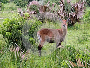 Defassa waterbuck kobus ellipsiprymnus defassa or antÃÂ­lope acuÃÂ¡tico, Murchison Falls National Park,Uganda photo