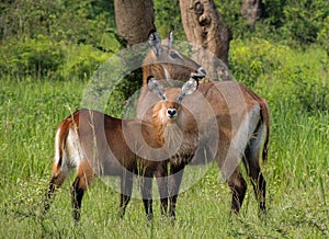 Defassa waterbuck kobus ellipsiprymnus defassa or antÃÂ­lope acuÃÂ¡tico, Murchison Falls National Park,Uganda photo