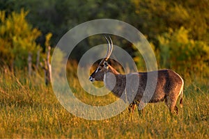 Waterbuck, Kobus ellipsiprymnus, large antelope in sub-Saharan Africa. Nice African animal in the nature habitat, Okavango,