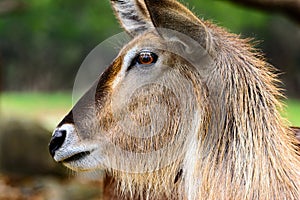 Waterbuck Kobus ellipsiprymnus profile view. Close-up of face