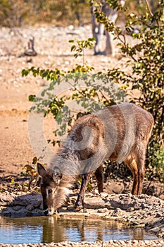 A waterbuck  Kobus Ellipsiprymnus at a waterhole drinking, Ongava Private Game Reserve  neighbour of Etosha, Namibia.