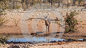 A waterbuck  Kobus Ellipsiprymnus at a waterhole, Ongava Private Game Reserve  neighbour of Etosha, Namibia.