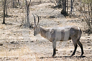 Waterbuck in Kruger National park