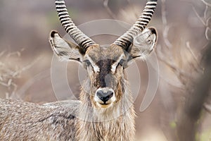 Waterbuck in Kruger National park