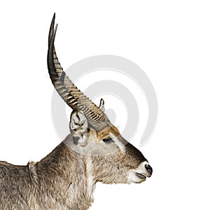 Waterbuck in Kruger National park