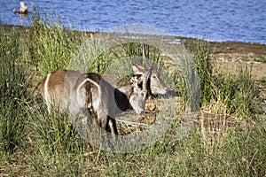 Waterbuck in Kruger National park