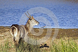 Waterbuck in Kruger National park