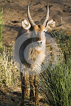 Waterbuck in Kruger National park