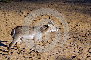 Waterbuck in Kruger National park