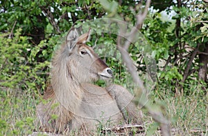 Waterbuck, Kruger National Park, South Africa