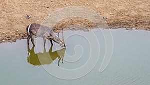 Waterbuck in Kruger National park, South Africa