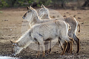 Waterbuck in Kruger National park, South Africa