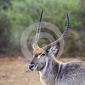 Waterbuck in Kruger National park, South Africa