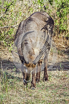 Waterbuck in Kruger National park, South Africa