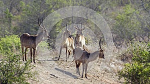 Waterbuck in Kruger National park, South Africa