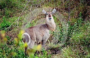 Waterbuck, Kruger National Park, South African Republic