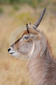 Waterbuck, Kruger Park, South Africa photo
