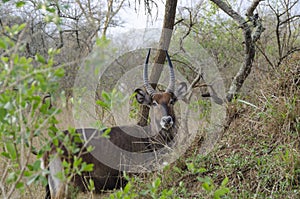 Waterbuck in Lake Mburo National Park