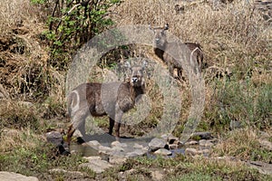 Waterbuck, Madikwe Game Reserve