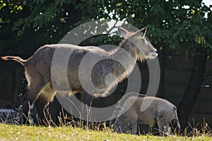 Waterbuck making a poop