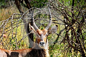 Waterbuck male in Kruger National Park. South Africa.