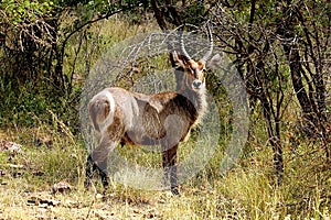 Waterbuck male with long horns in Kruger National park. Autumn.