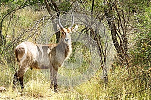 Waterbuck male with long horns in Kruger National Park. South Africa.