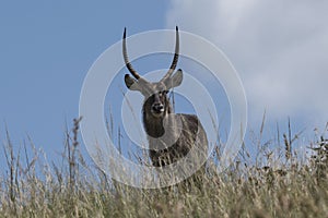 Waterbuck male posing on the riff