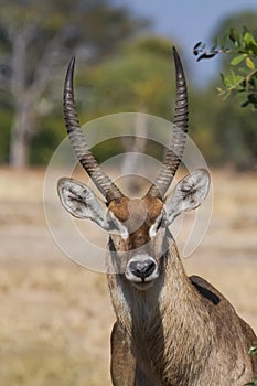 Waterbuck male ram Kobus ellipsiprymnus head profile with horns