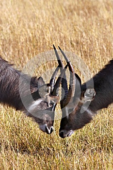 Waterbuck - Okavango Delta - Botswana