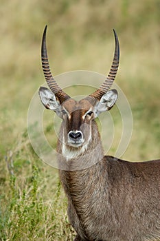 Waterbuck portrait photo