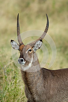 Waterbuck portrait photo