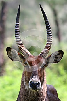 Waterbuck portrait photo